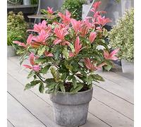 Photinia Pink Crispy : arbuste persistant pour haie et massif