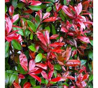 Photinia Red Robin - Arbuste persistant et rustique pour haie