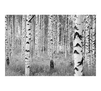Photo Murale - 368 X 248 Cm - Panoramique Intissé - Woods