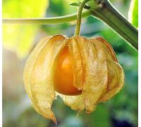 Physalis peruviana 2 l 30-50 cm