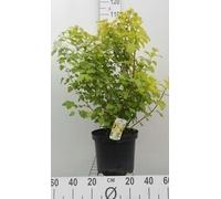 Physocarpus opulif. 'Dart's Gold' - Myosotis jaune 60- 80 cm - conteneur
