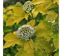 Physocarpus Opulifolius 'Dart'S Gold'- Physocarpe à feuilles d'Obier 'Dart's Gold' 30-40 cm en conteneur