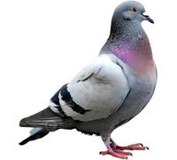 Pics anti-oiseaux, pics de balcon inoxydables, protection contre les animaux, 50 cm