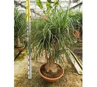 Pied d’éléphant beaucarnea 12 l 80-100 cm