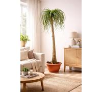 Pied d'éléphant 160–200 cm (Beaucarnea recurvata) – Arbre à bouteille, plante d'intérieur, palmier aquatique, facile d'entretien et décoratif