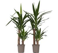 Pied d'éléphant - Set de 2 - Yucca elephantipes - Hauteur 70-80cm - ⌀17cm