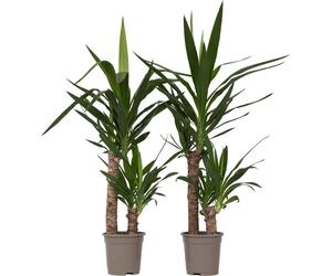 Pied d'éléphant - Set de 2 - Yucca elephantipes - Hauteur 70-80cm - ⌀17cm