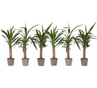 Pied d'éléphant - Set de 6 - Yucca elephantipes - Hauteur 50-60cm - ⌀14cm