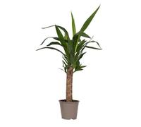 Pied d'éléphant - Yucca elephantipes - Hauteur 50-60cm - d14cm