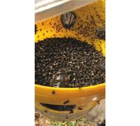 Piége à mouches FLYBUSTER avec seau de 10L et activateur ZAPI FARM - 60135
