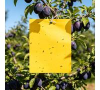 Pièges à Insectes, lPieges Collants Double Face, Naturel et respectueux de l'environnement pour Les Mouches des Fruits, Les moustiques et Les araignées, pour Cuisine, Balcon, Cour