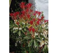 Pieris hybr. 'Flaming Silver' - Bruyère japonaise lavande 30- 40 cm - conteneur
