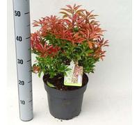 Pieris jap. 'Mountain Fire' - Bruyère japonaise lavande 30- 40 cm - conteneur