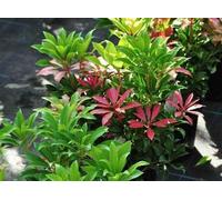 Pieris jap. 'Mountain Fire' - Lavande japonaise Bruyère 50- 60 cm - Conteneur