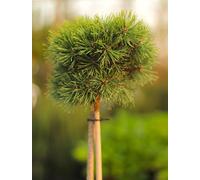 Pin de montagne local Pinus mugo greffé sur tige 40 cm Pin à feuilles persistantes