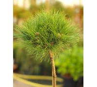 Pin noir Pinus nigra Marie Bregion greffé sur tige 40 cm à feuilles persistantes
