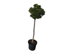 Pinus mugo « Lilliput » - Pin de montagne nain | 60 cm en pot