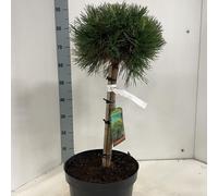 Pinus mugo « Varella » - Pin de montagne globulaire | 40 cm en pot
