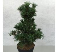Pinus parviflora « Bonsai » - Pin japonais | 50-60 cm en pot