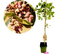 Pistacia vera 'Kerman', femelle, pistachier, hauteur 100 cm, pot de 5 litres