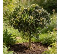 Pittospore du Japon nain 60/80cm Pot 15L - Pittosporum tobira