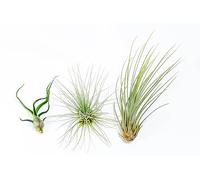 PLANDAIRE - PACK Plantes d'air - Tillandsia Fuchsii Gracilis, T. Bulbosa, T. Juncea - Plantes à fleurs naturelles - Extérieur et intérieur (Set de 3)