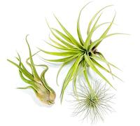PLANDAIRE - PACK Plantes d'air - Tillandsia Fuchsii Gracilis, T. Caput-medusae, T. Capitata Peach - Plantes à fleurs naturelles - Extérieur et intérieur (3 pièces)
