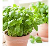 Plant Basilic Grand Vert en Pot 1,5L
