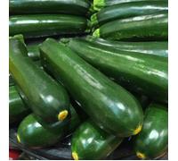 Plant de Courgette Astia HF1