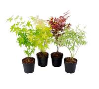 Plant in a Box - Acer palmatum 'Atropurpureum', 'Going Green', 'Orange Dream', 'Butterfly' - Set de 4 - Pot de 10,5cm - Hauteur 25-40cm