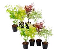 Plant in a Box - Acer palmatum 'Atropurpureum', 'Going Green', 'Orange Dream', 'Butterfly' - Set de 8 - Pot de 10,5cm - Hauteur 25-40cm