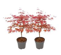 Plant in a Box - Acer palmatum 'Beni Maiko' - Set de 2 - Érable du Japon - Résistant au froid - Pot 19cm - Hauteur 60-70cm