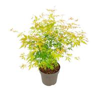 Plant in a Box - Acer Palmatum 'Dentelle Orange' - Erable japonais - Belles couleurs vibrantes - Pot 19 - Hauteur 60-70cm