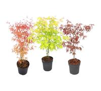 Plant in a Box - Acer palmatum - Erables du Japon 'Atropurpureum', 'Beni Maiko' & 'Orange Dream - Set de 3 - Pot 19cm - Hauteur 60-70cm