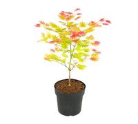 Plant in a Box - Acer palmatum 'Lever de lune' - Érable du Japon - Résistant au froid - Pot 19cm - Hauteur 40-50cm