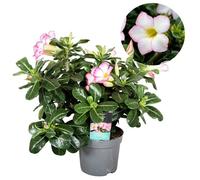 Plant in a Box - Adenium Obesum 'Étoile rose' - Rose du désert - Plantes exotique - Rosier violet - Pot 13cm - 30-40cm