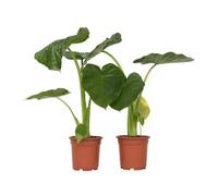 Plant in a Box - Alocasia Macrorrhiza - Set de 2 - Plante d'intérieur - Oreille d'éléphant - Alocasie - Pot 17cm - Hauteur 60-70cm