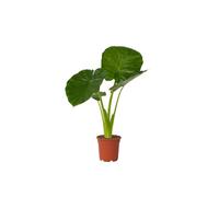 Plant in a Box - Alocasia Odora - Oreille d'éléphant - Alocasie - Pot 17cm - Hauteur 55-75cm