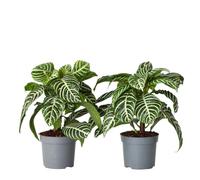 Plant in a Box - Aphelandra - Set de 2 plantes d'interieur - Plante Zébrée - Pot 13cm - Hauteur 25-45cm