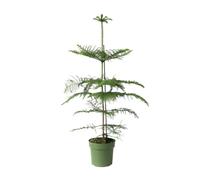 Plant in a Box - Araucaria Heterophylla - Pin de Norfolk - Araucaria excelsa - Pin d'Intérieur - Pot 21cm - Hauteur 70-80cm