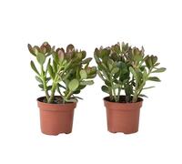 Plant in a Box - Arbre à jade - Lot de 2 - Crassula ovata - Hauteur 15-25cm - ø12cm - Succulent - Vert