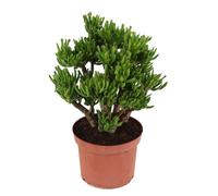 Plant in a Box - Arbre de jade - Crassula ovata 'Hobbit' - Hauteur 45-50cm - Pot 23cm - Intérieur - Succulente - Vert