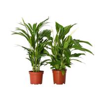 Plant in a Box - Areca plante et Spathiphyllum - Palmier d interieur purificatrices d'air et plante d'intérieur fleurie - Pot 17cm - Hauteur 60-70cm