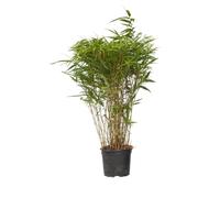 Plant in a Box - Bambou non-traçant - Fargesia nitida 'Gansu' - Hauteur 50-70cm - Pot 17cm - Bambou Vert