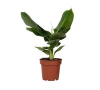 Plant in a Box - Bananier - Musa 'Oriental Dwarf' - Hauteur 25-40cm - Pot 12cm - Plante d’intérieur - Vert