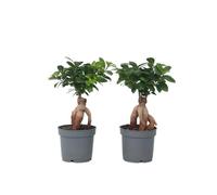 Bonsaï - Set de 4 - Ficus microcarpa - Hauteur 30-40cm - ⌀12cm