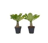 Plant in a Box - Brighamia Insignis - Set de 2 - Plante d'intérieur exotique - Palmier hawaïen - Pot 12cm - Hauteur 25-35cm