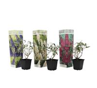 Plant in a Box - Buddleja Davidii Mix - 3 différents arbustes à papillons - Pot 9cm - Hauteur 25-40cm