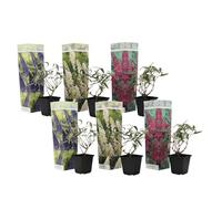 Plant in a Box - Buddleja Davidii Mix - 6 différents arbustes à papillons - Pot 9cm - Hauteur 25-40cm