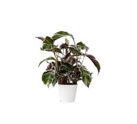 Calathea 'Blanc Fusion' - Purificateur d'air - Pot 14cm - Hauteur 30-40cm